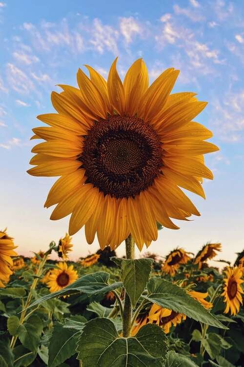 Girasol Villanueva